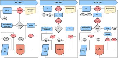 A decade of tuberculosis eradication programs in the Mediterranean water buffalo (Bubalus bubalis) in South Italy: Are we heading toward eradication?